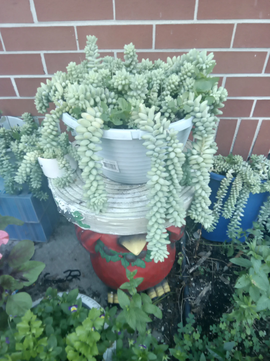 Sedum morganianum (Burro's Tail) Succulent Plant