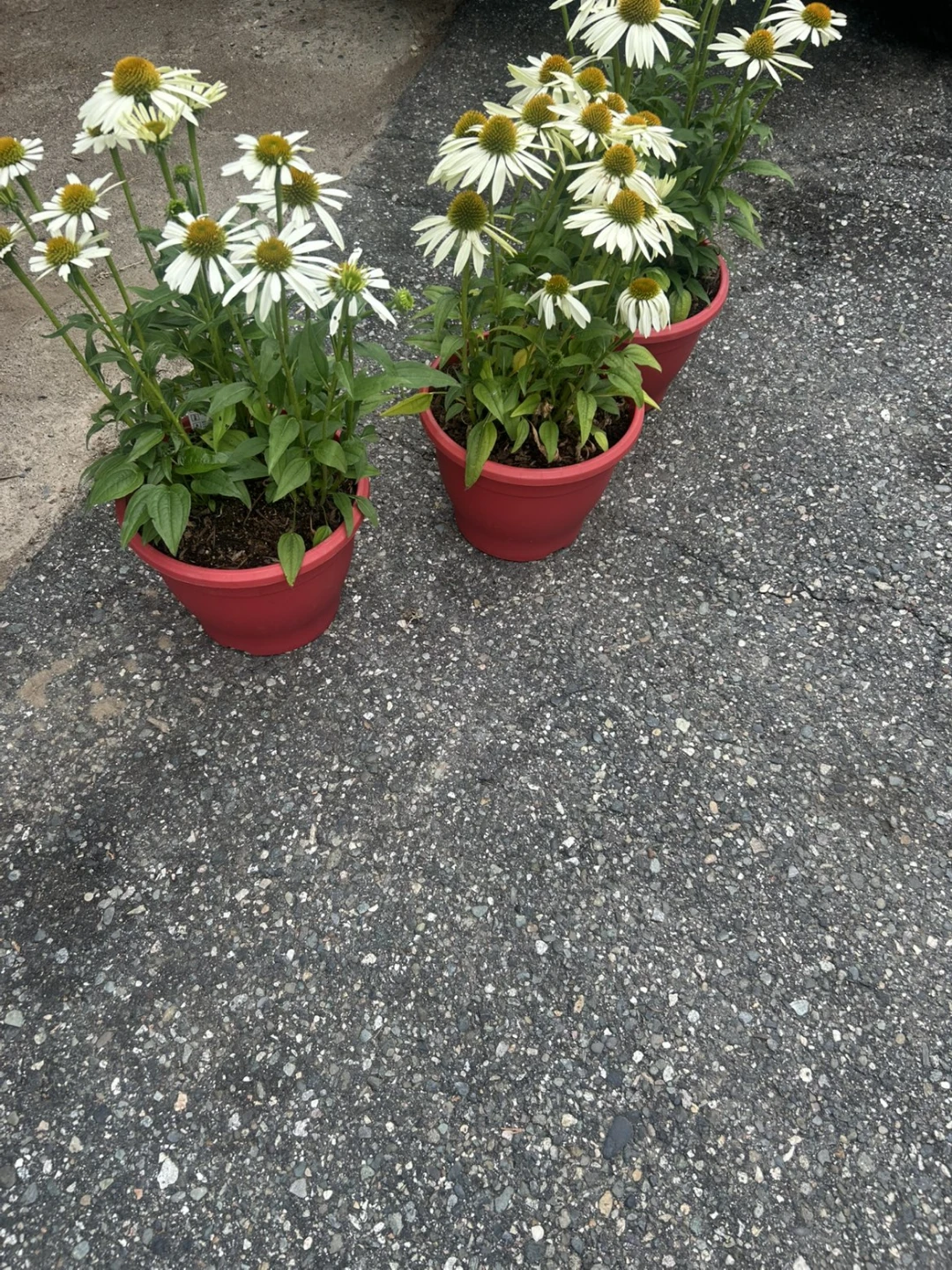 Echinacea 'Canada Day' White Coneflower Plant - photo 2