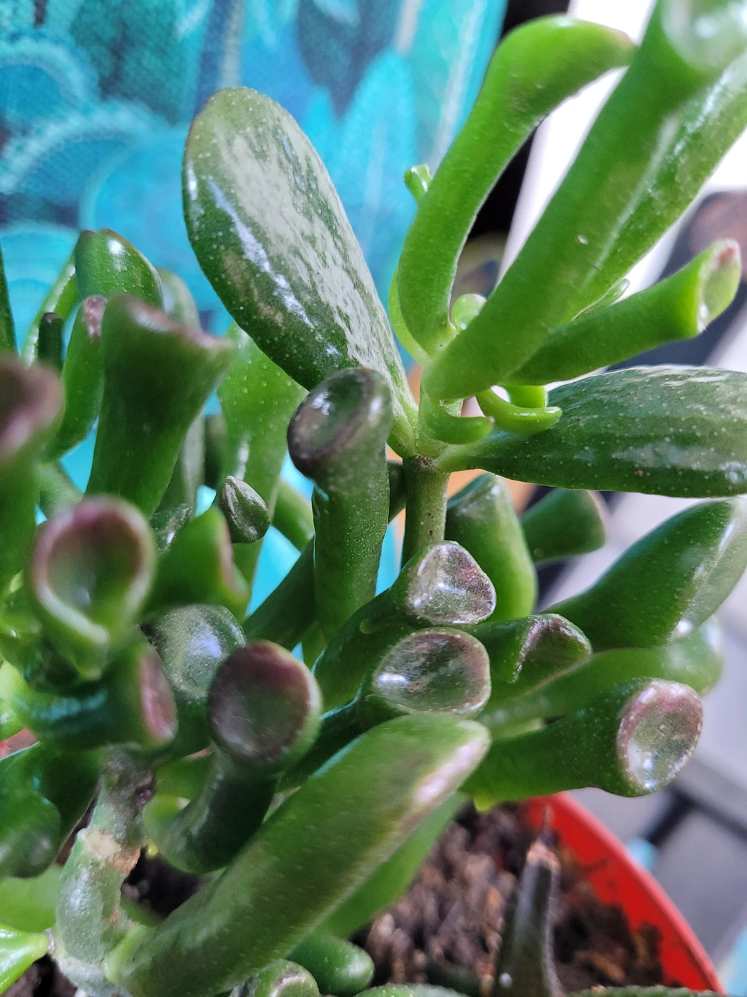 Succulent Plant