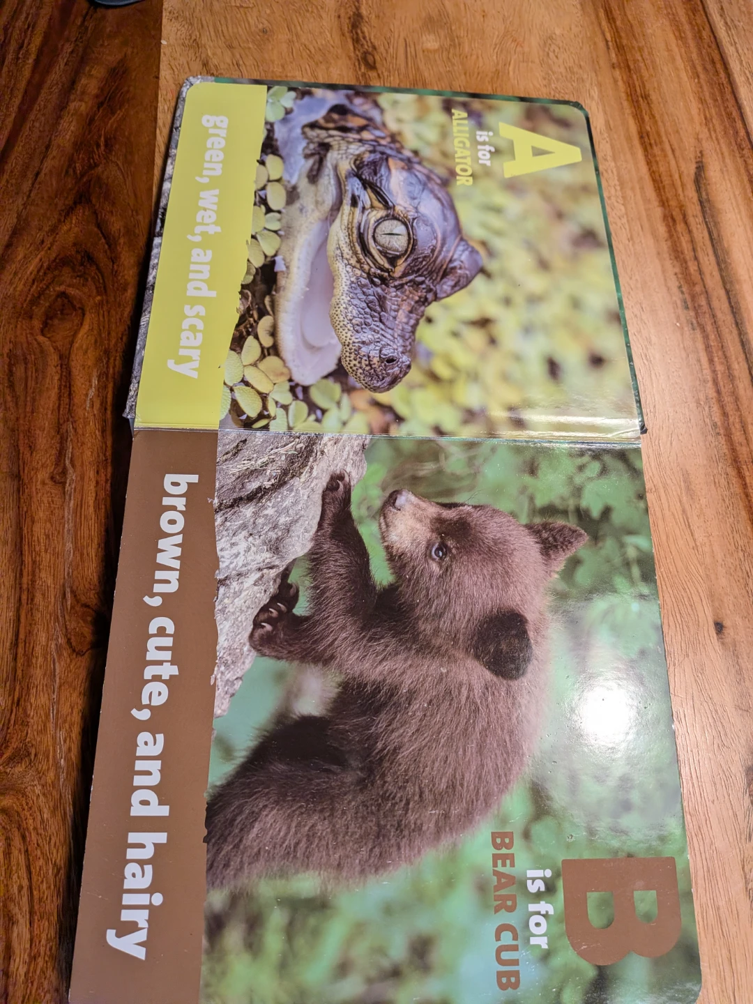 Baby Animals First ABC Book - photo 4