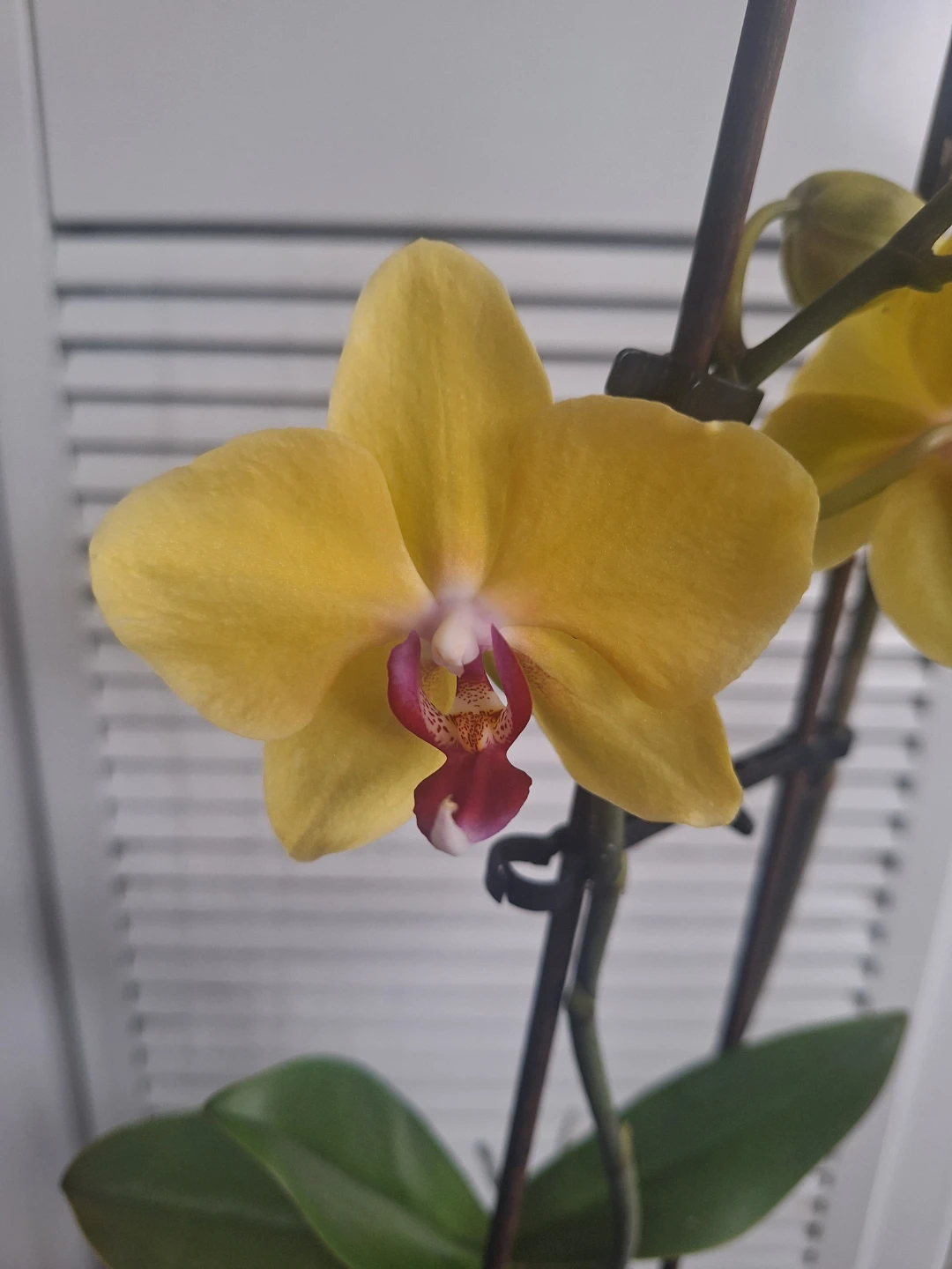 Yellow Orchid Plant with Black pot