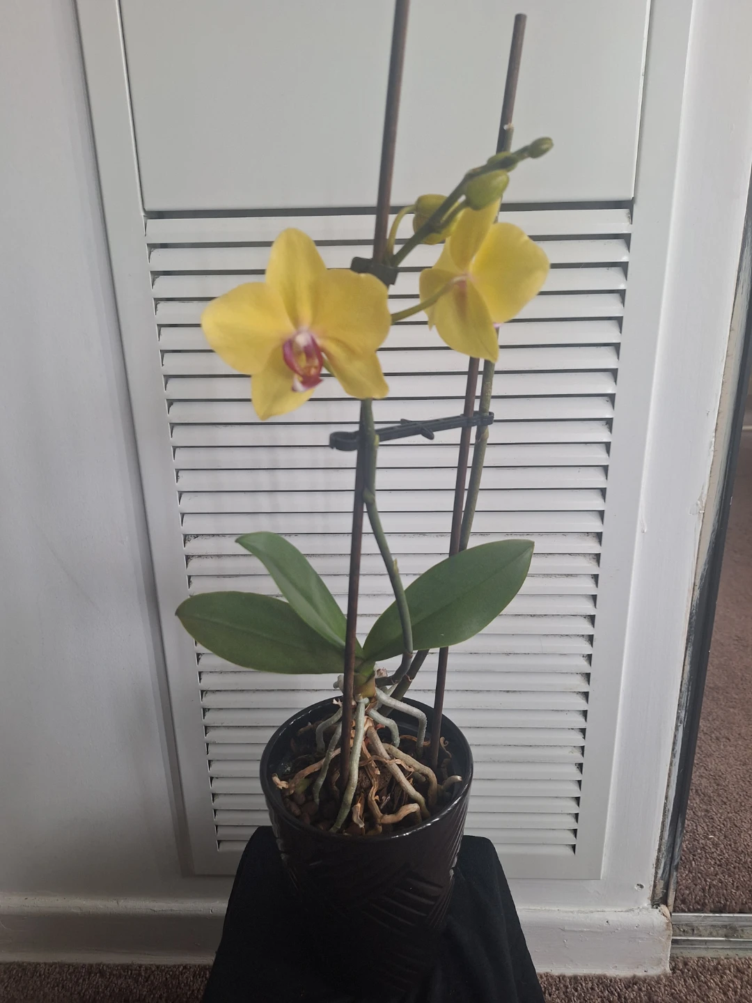 Yellow Orchid Plant with Black pot - photo 3