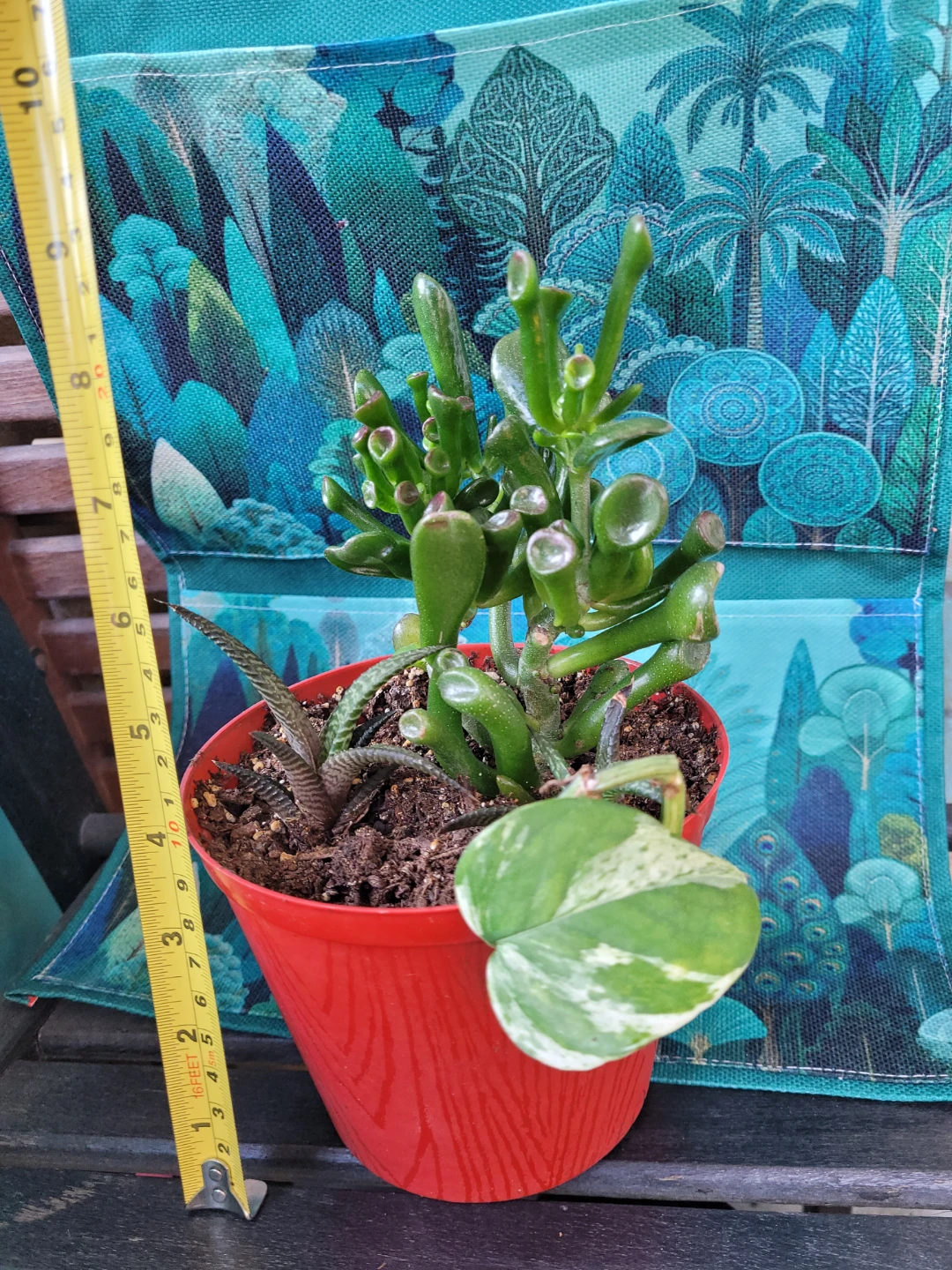 Succulent Plant - photo 4
