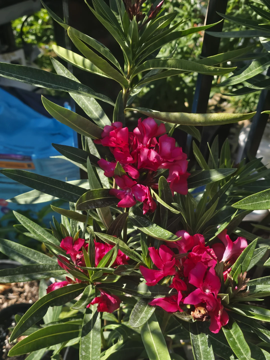 Pink Oleander Plant 10"pot - photo 2