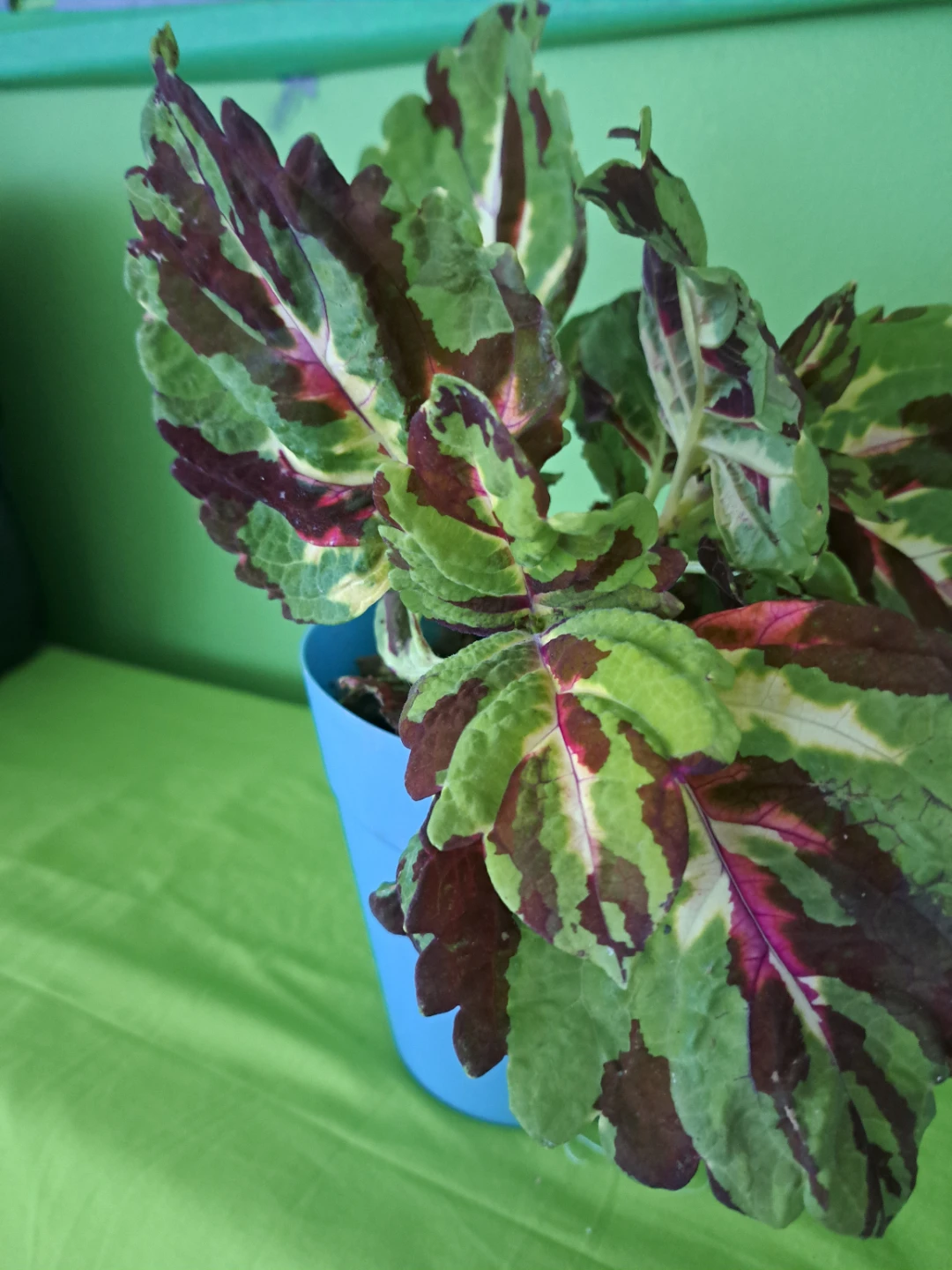 Coleus Plant in Blue Pot
