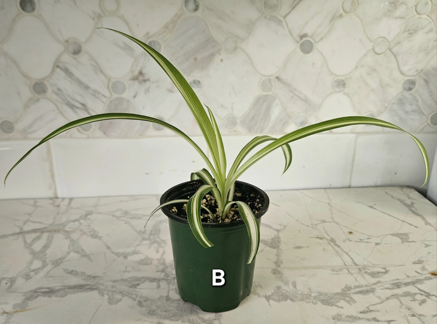 Spider Plants - photo 4