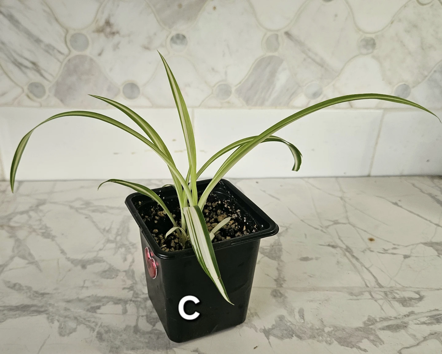 Spider Plants - photo 5