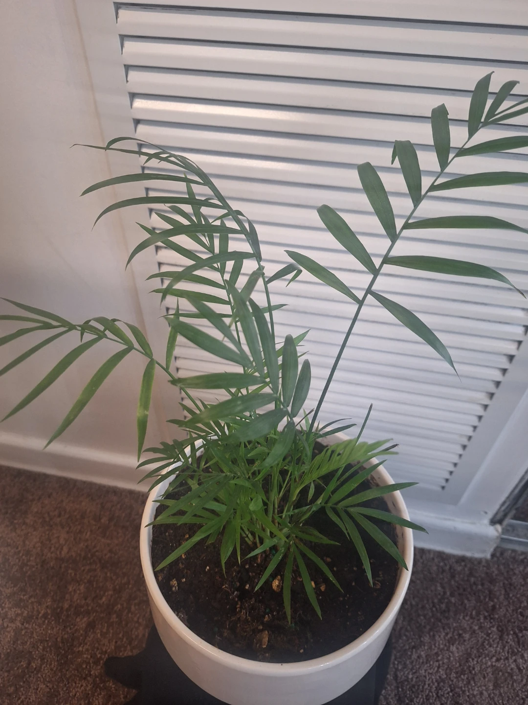 Potted Parlor Palm Plant