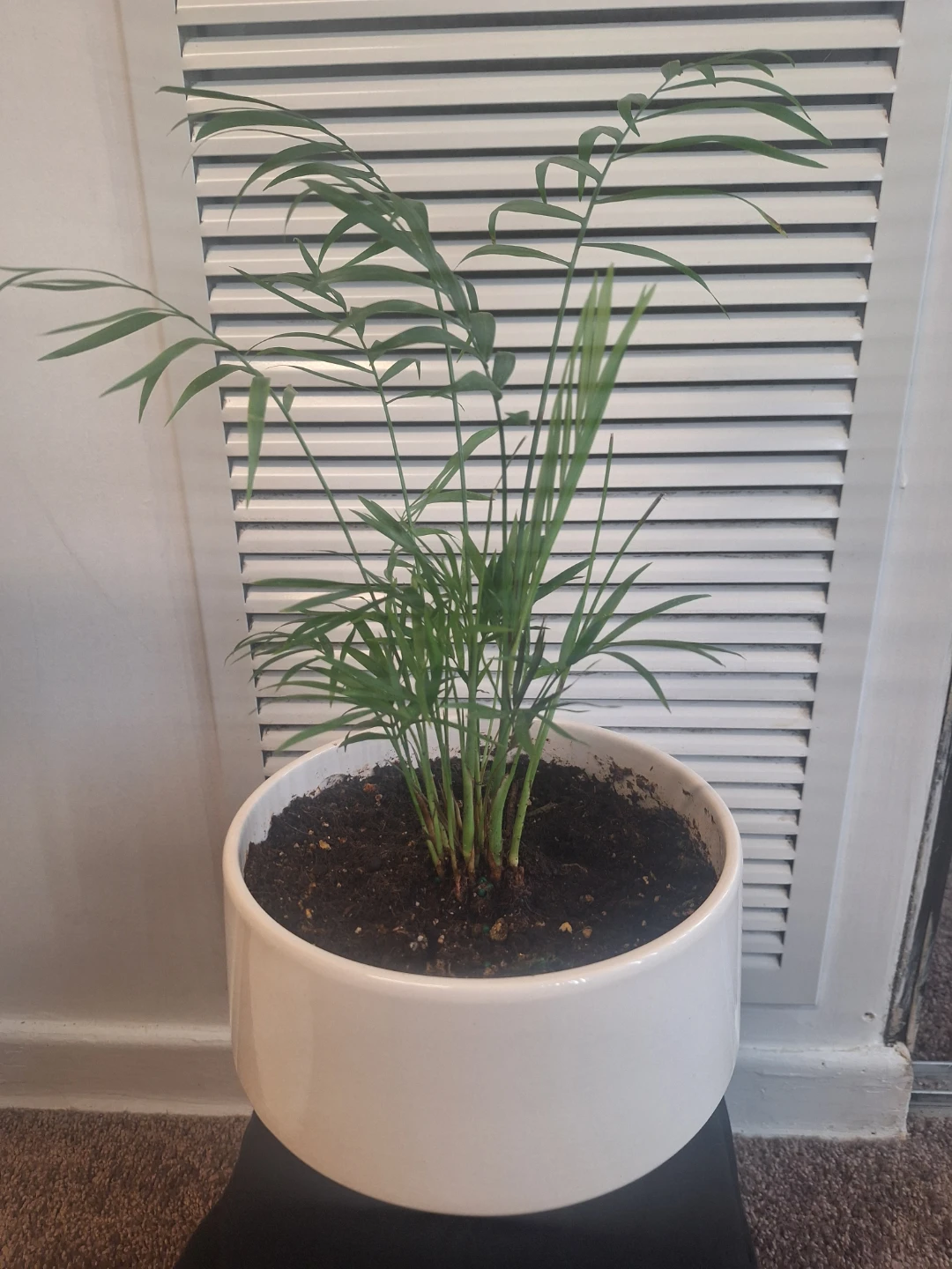 Potted Parlor Palm Plant - photo 2