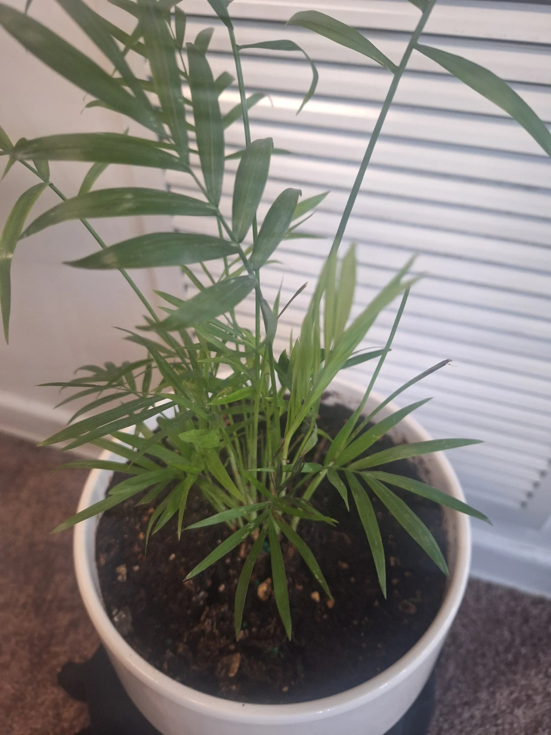 Potted Parlor Palm Plant - photo 3
