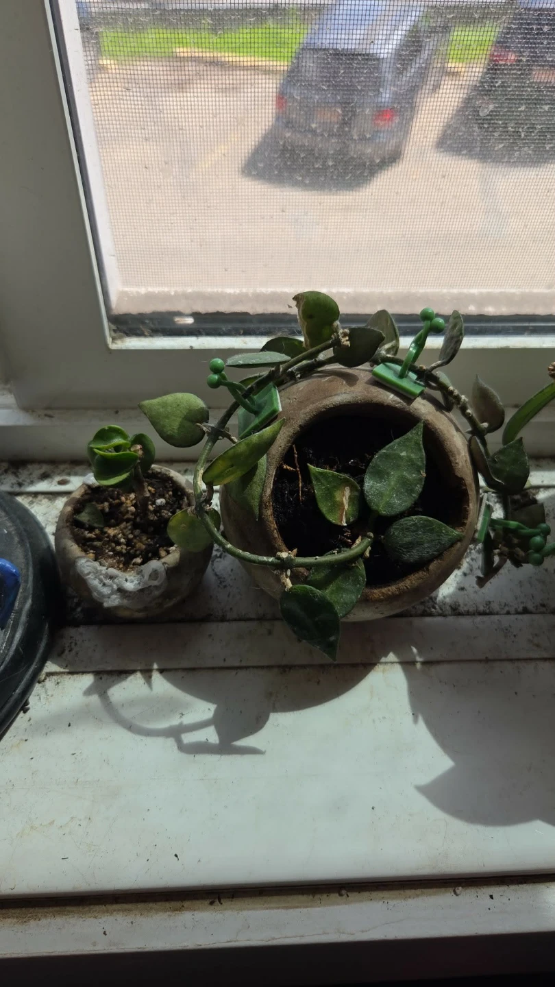 Hoya Plant cuttings fresh cut