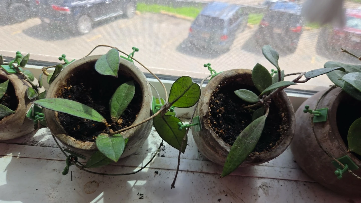 Hoya Plant cuttings fresh cut - photo 2