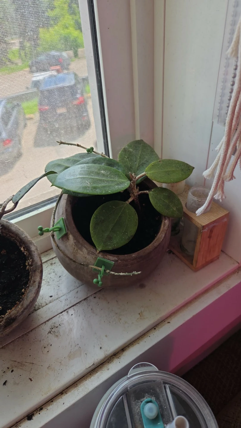 Hoya Plant cuttings fresh cut - photo 3