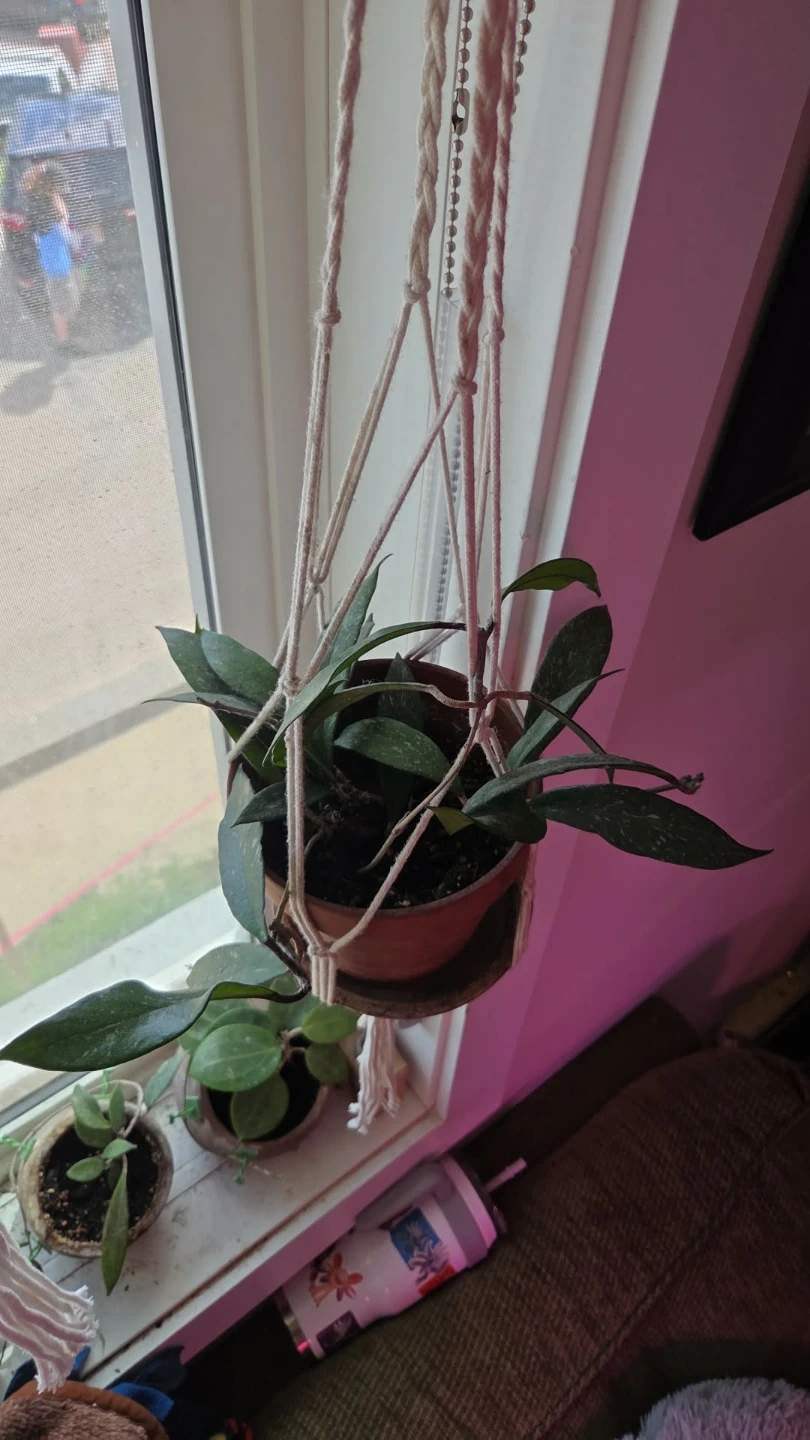 Hoya Plant cuttings fresh cut - photo 4