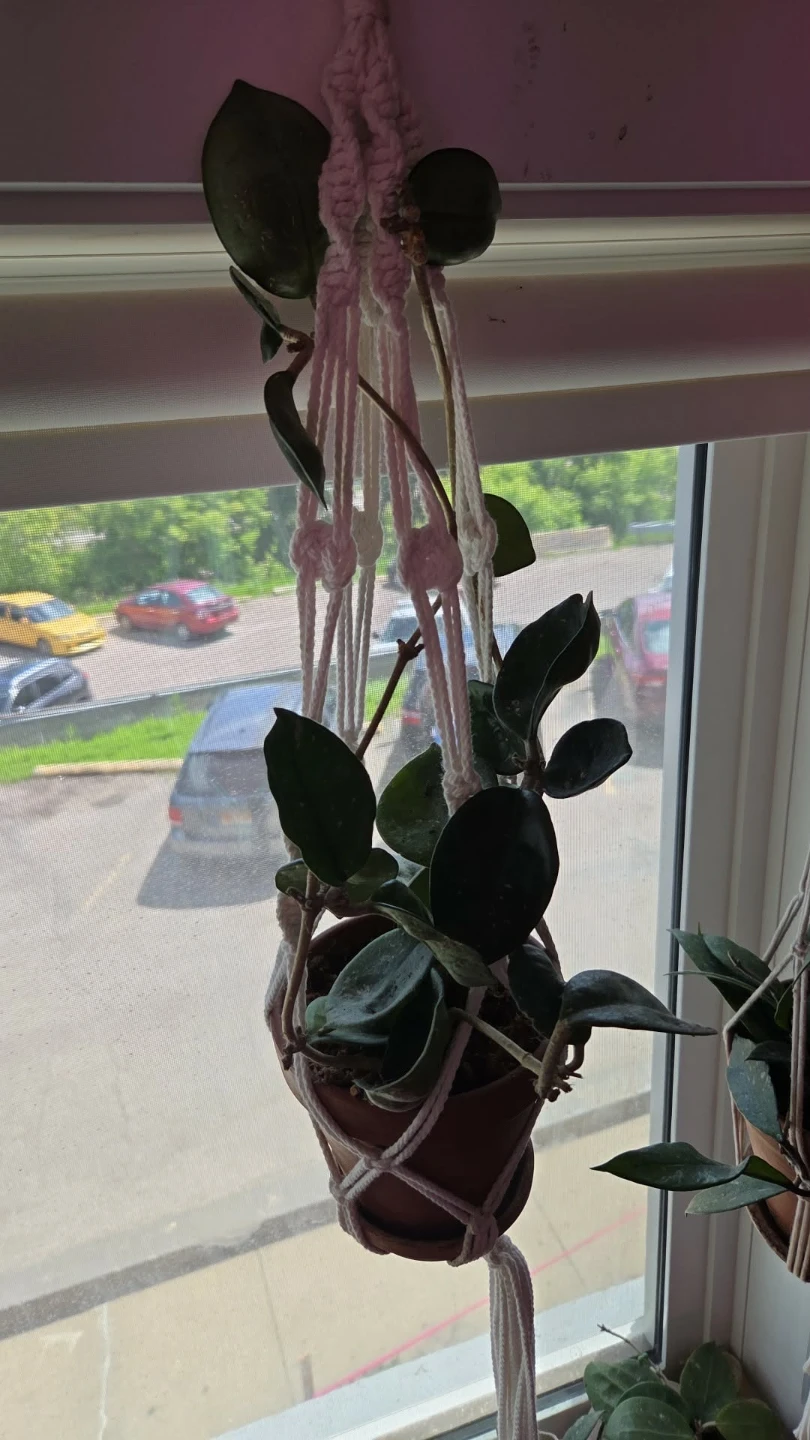 Hoya Plant cuttings fresh cut - photo 5
