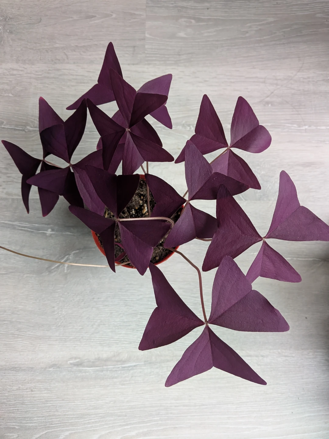 Purple shamrock - photo 2