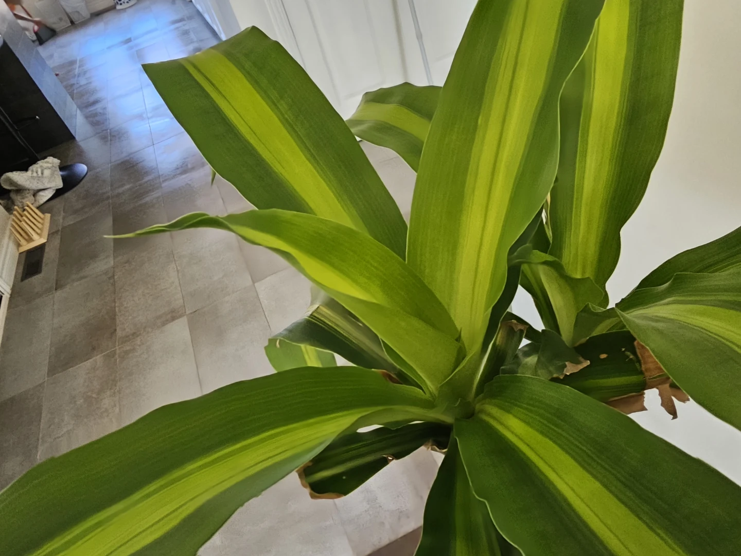 Dracaena Fragrans 'Massangeana' Corn Plant