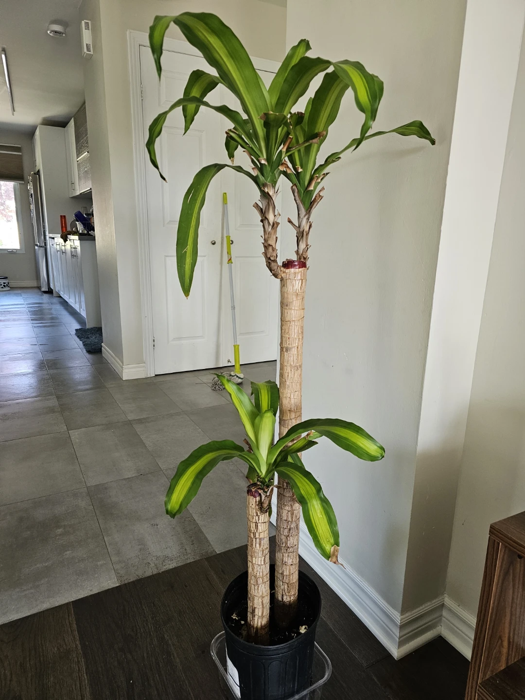 Dracaena Fragrans 'Massangeana' Corn Plant - photo 2