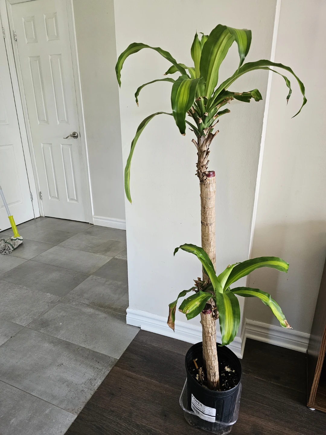 Dracaena Fragrans 'Massangeana' Corn Plant - photo 3