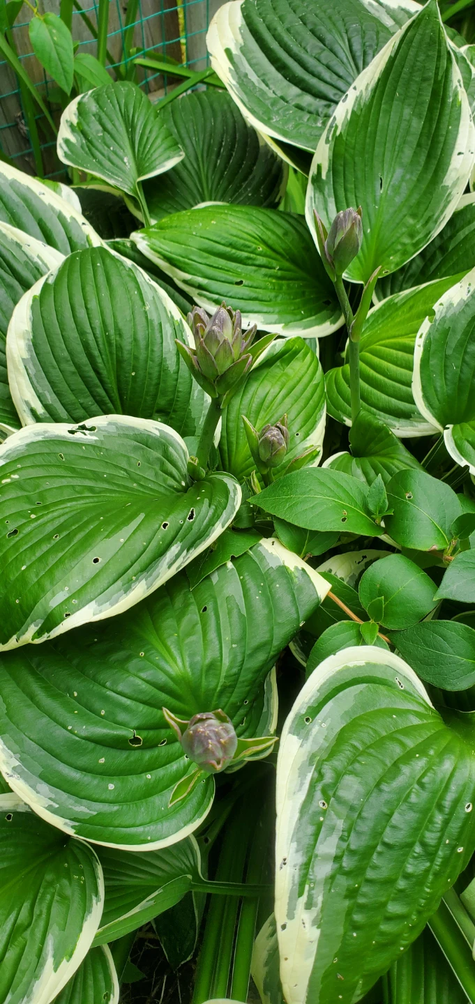 Hosta - photo 4