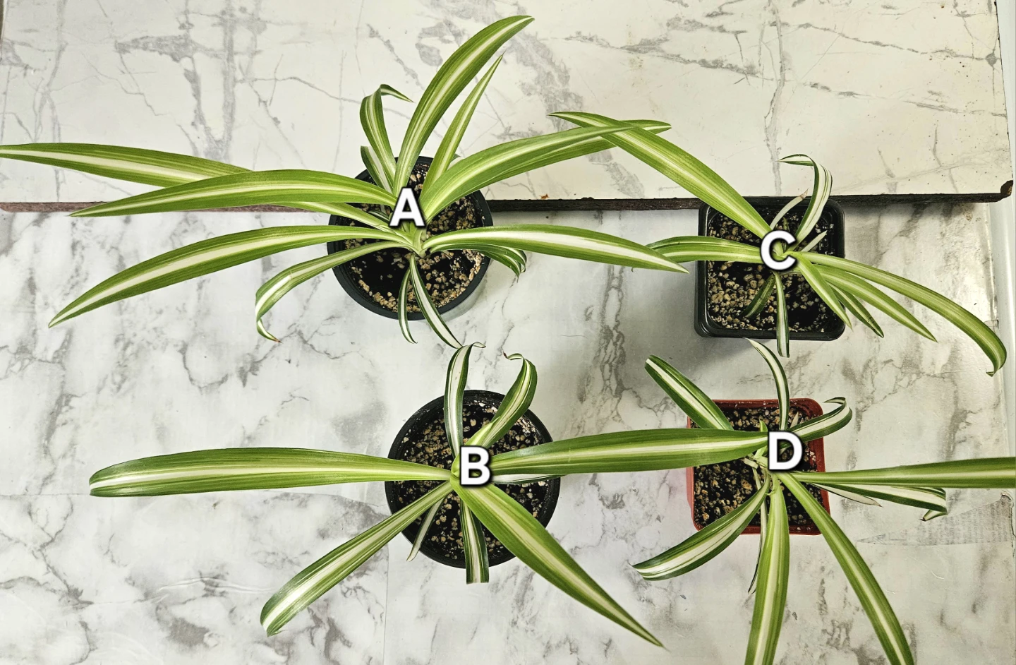 Spider Plants - photo 2