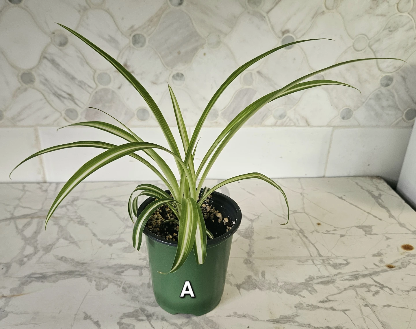 Spider Plants - photo 3
