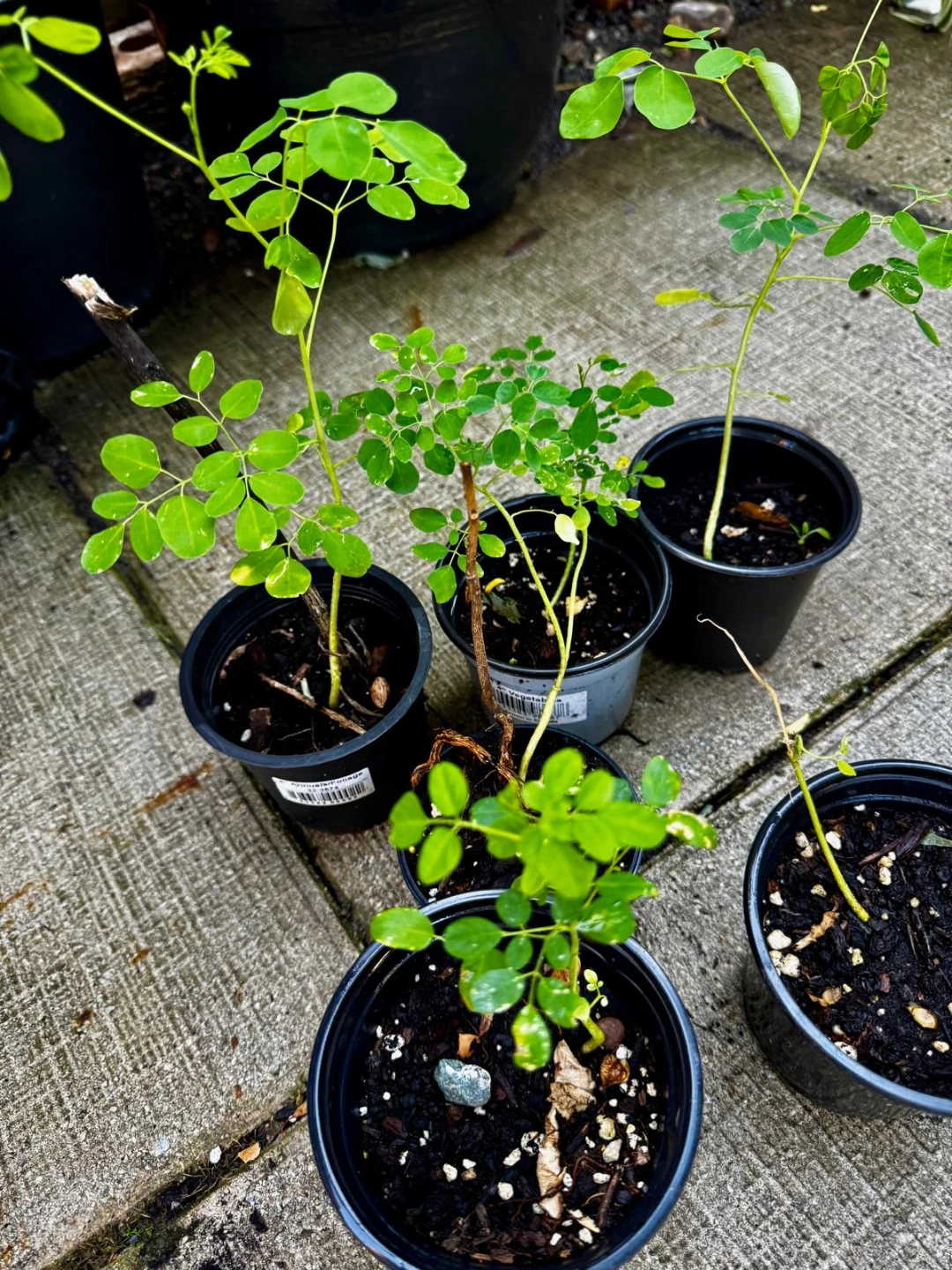 Assorted young plants including fig and moringa - photo 2