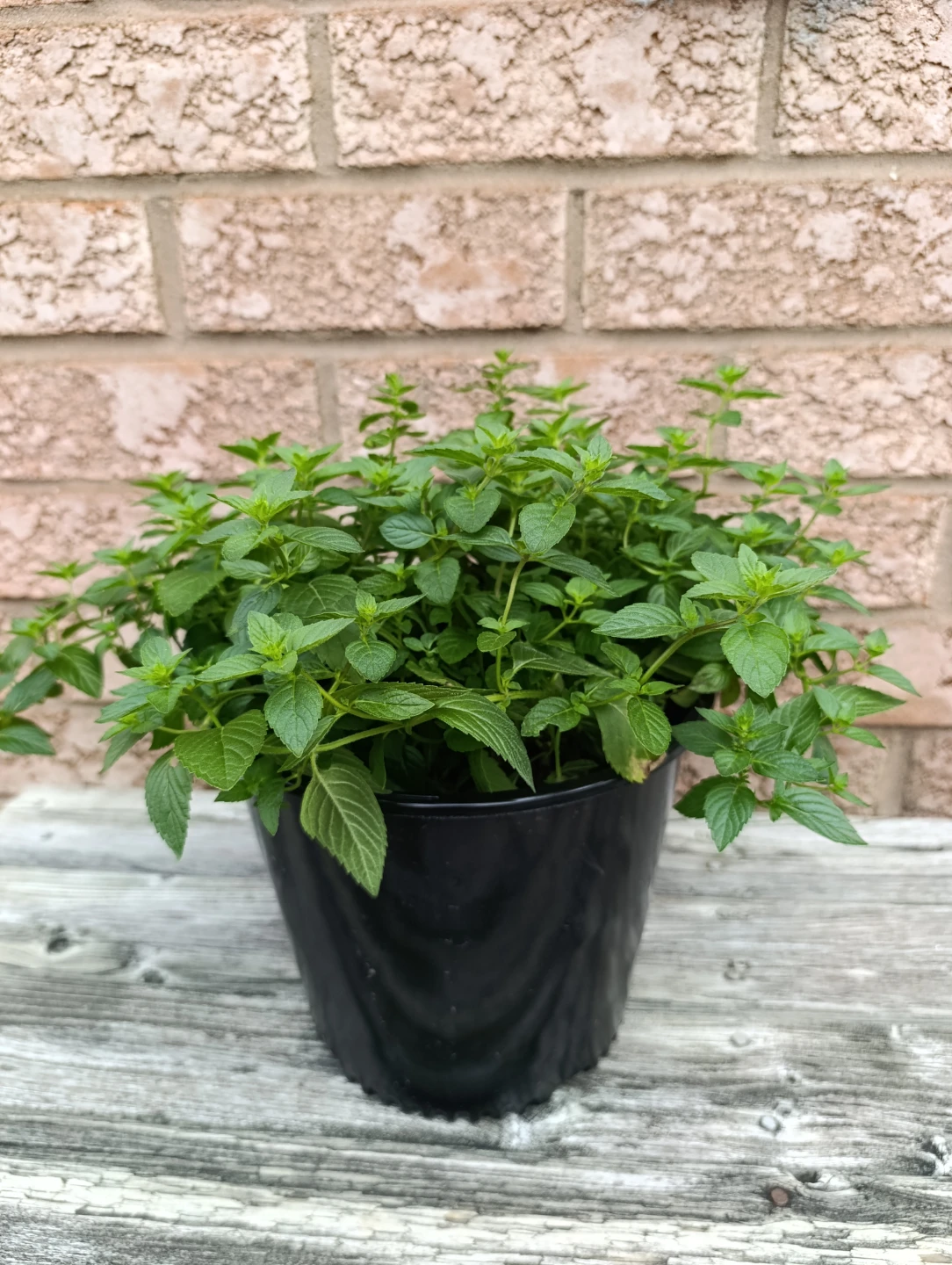Mint Plant in Black Pot