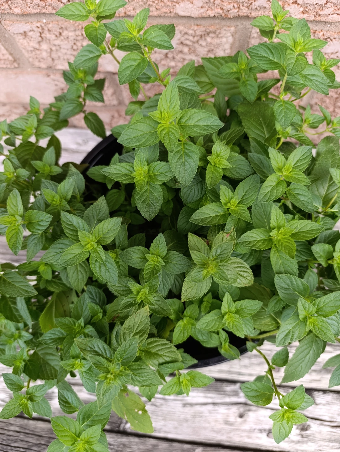 Mint Plant in Black Pot - photo 3
