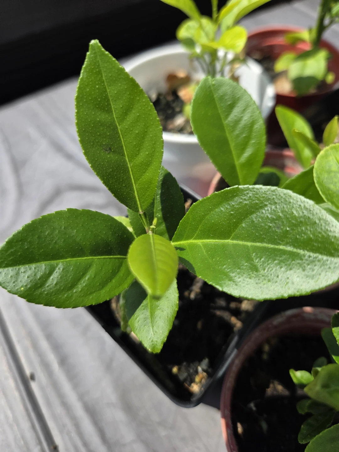 Citrus Saplings Organic Lemon Trees $7 each - photo 2