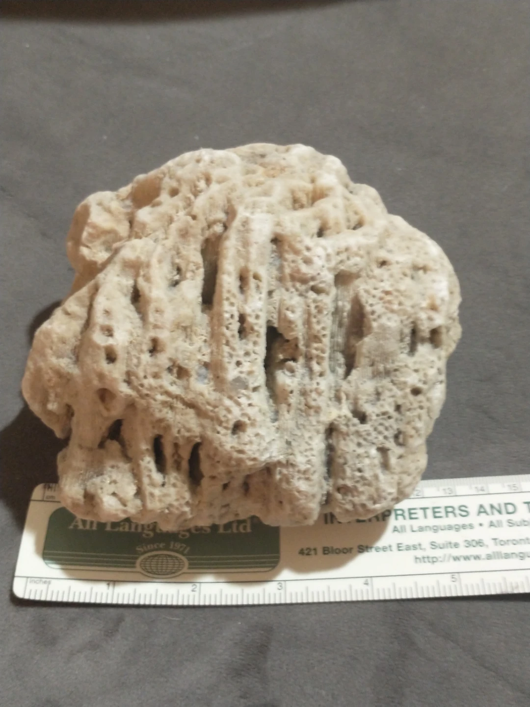 Beautiful brain coral from Miami Beach