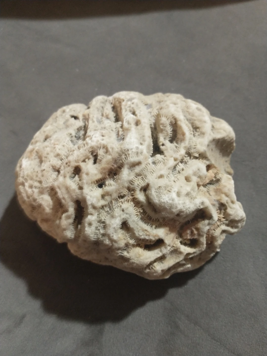Beautiful brain coral from Miami Beach - photo 2