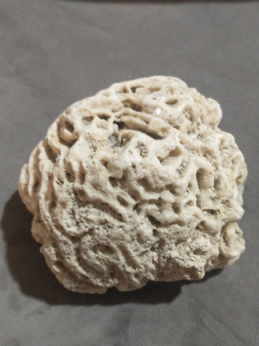 Beautiful brain coral from Miami Beach - photo 3