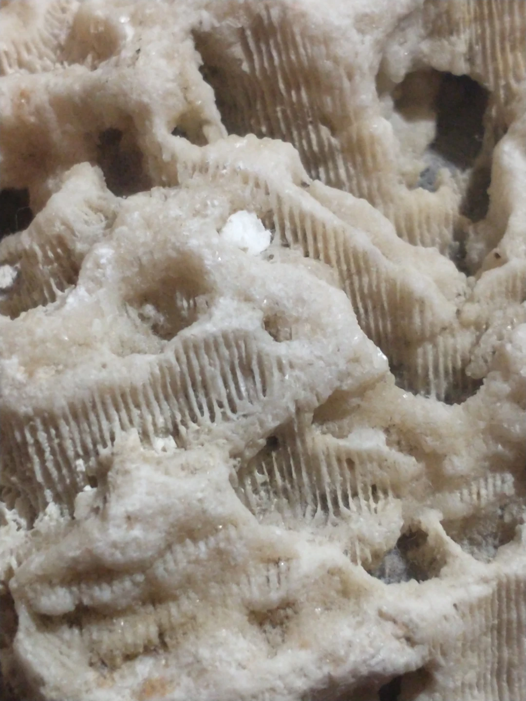 Beautiful brain coral from Miami Beach - photo 4