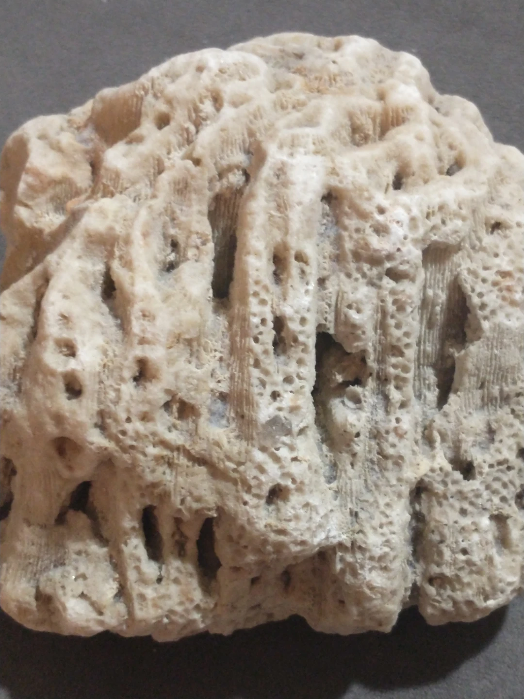 Beautiful brain coral from Miami Beach - photo 5