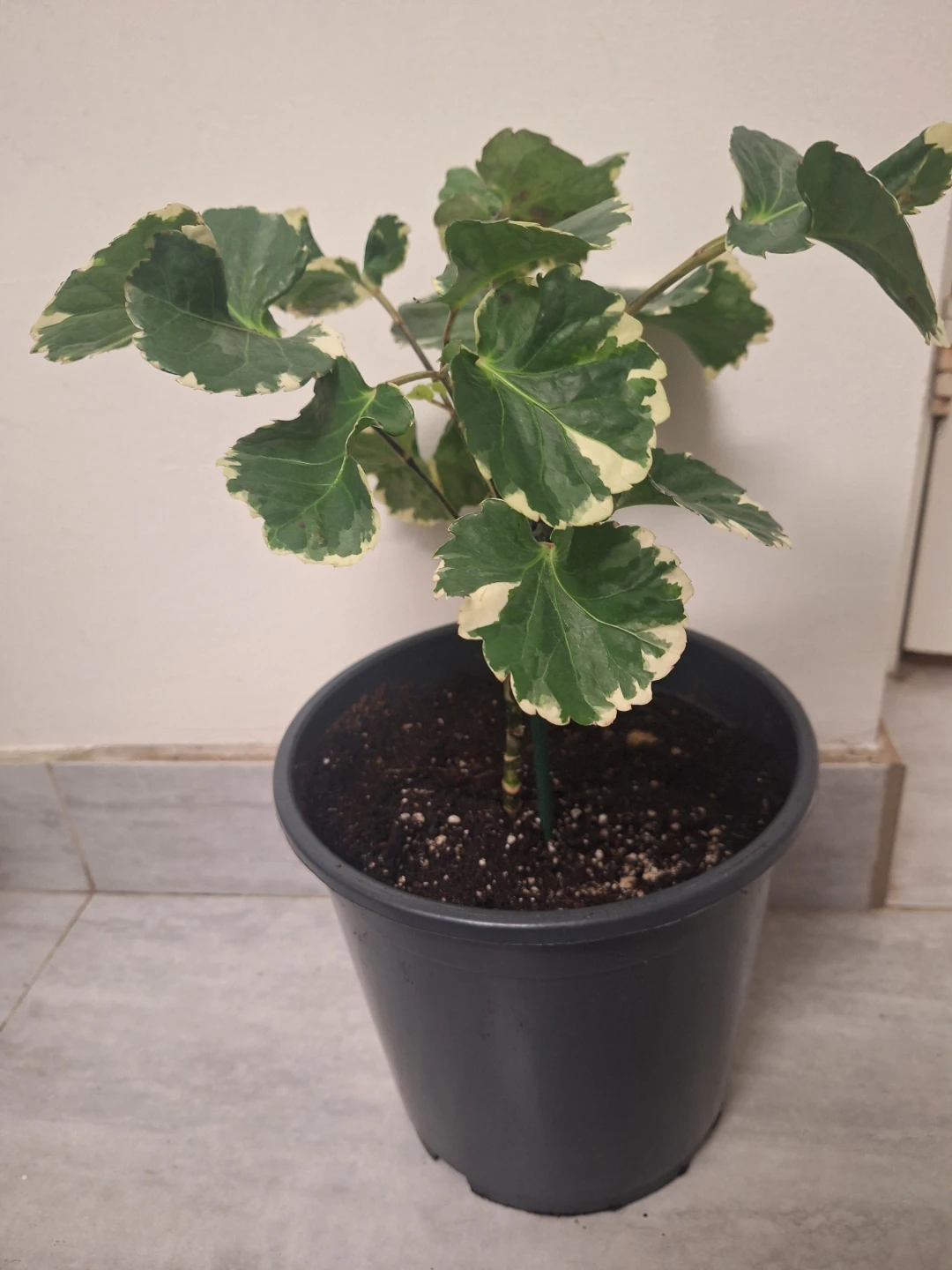 Variegated Aralia Plant in Pot - photo 2