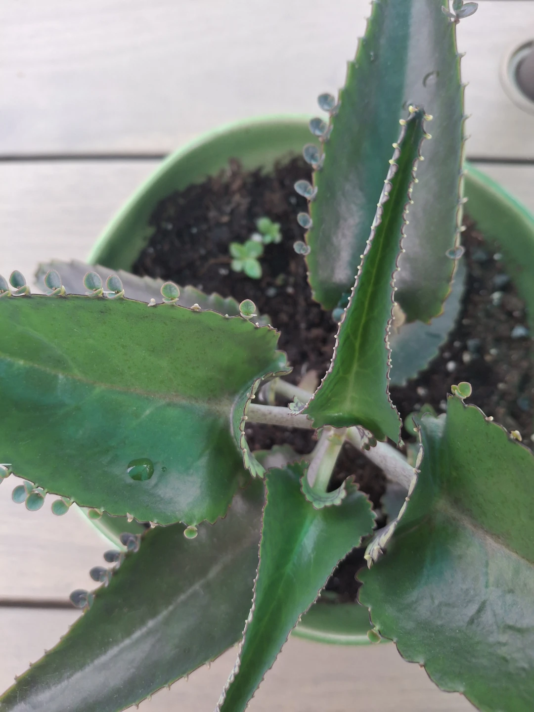 Mother of Thousands Plant in Green Bowl - photo 2