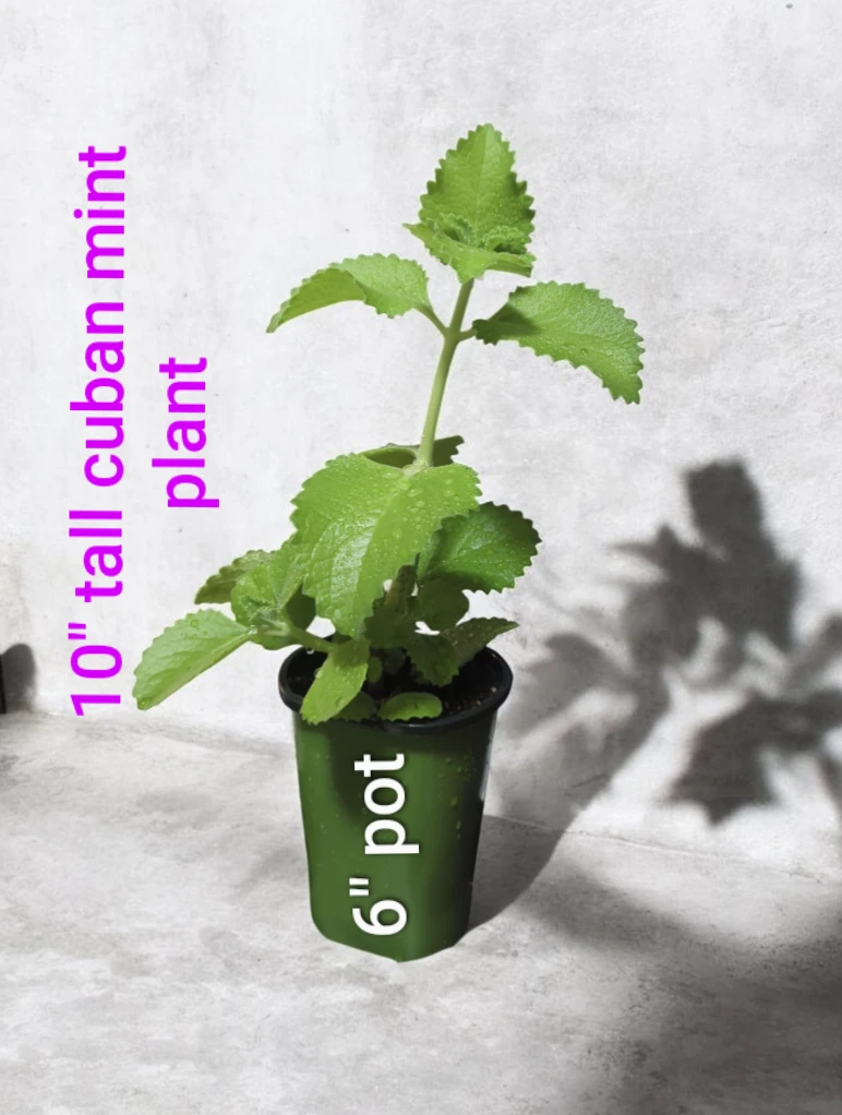 Cuban Mint Plant - 10" Tall in 6" Pot