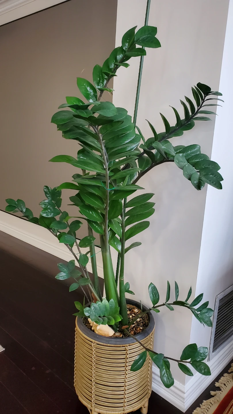 Super large ZZ Plant in Woven Pot