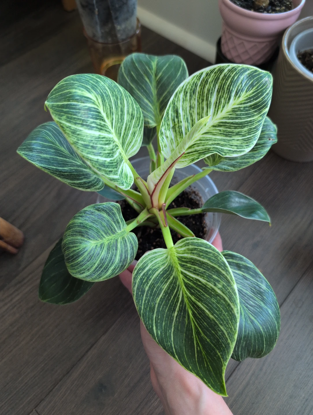 Philodendron Birkin Plant
