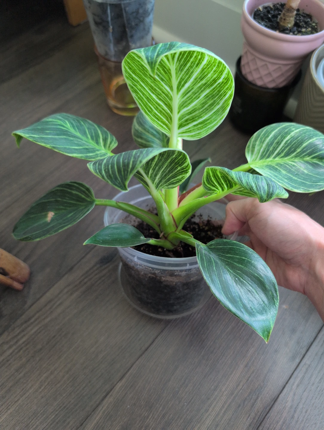 Philodendron Birkin Plant - photo 2
