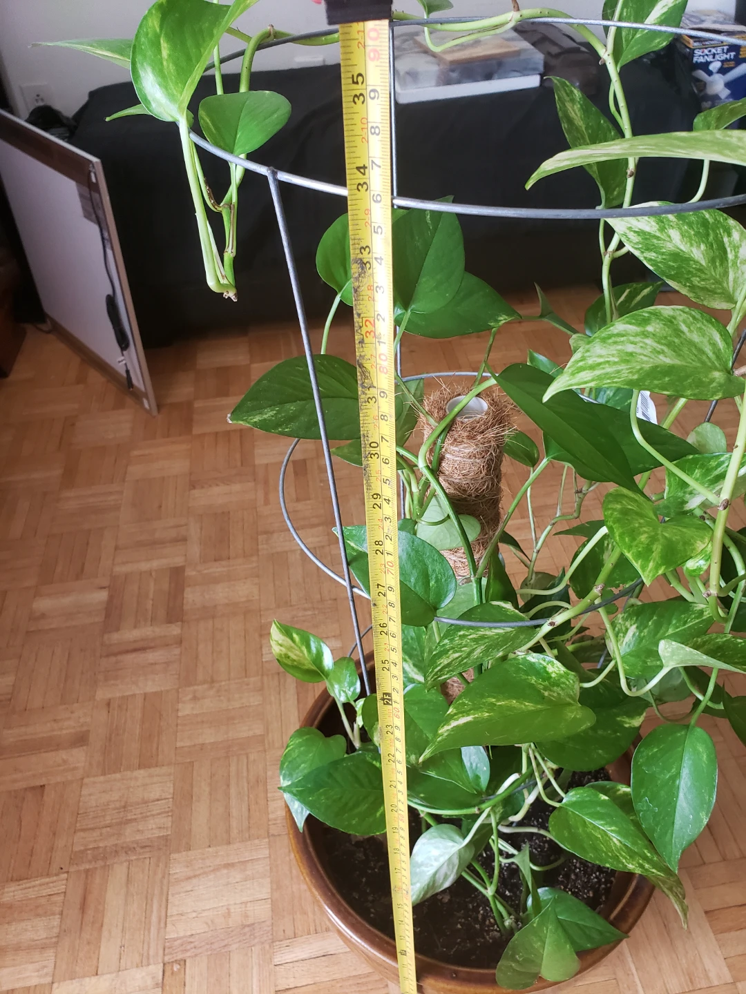 Pothos Plant in Brown Pot - photo 4