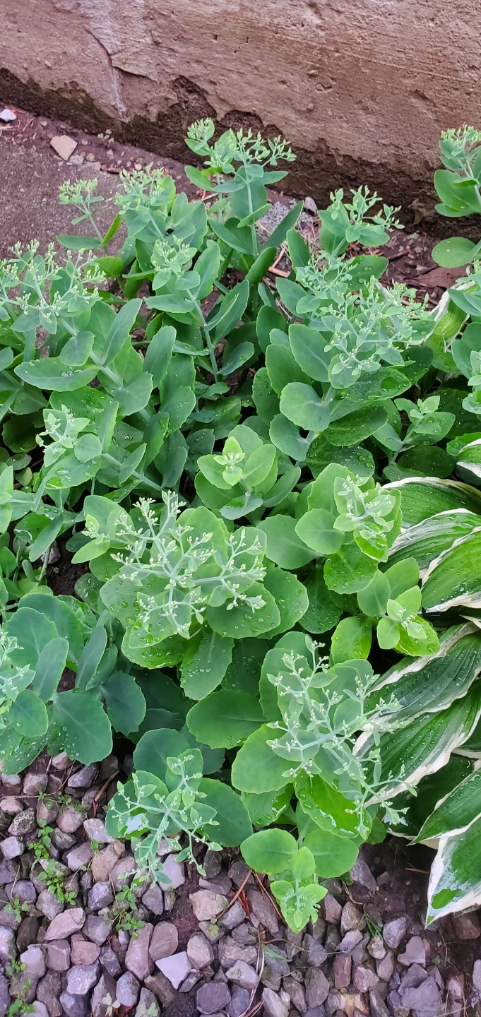 Sedum