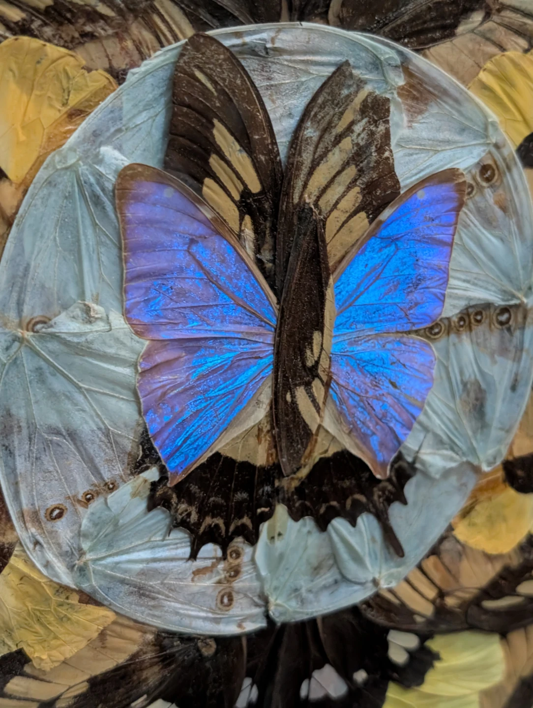 Vintage Real Butterfly Wing Moth Kaleidoscope Taxidermy Wall Art - photo 2