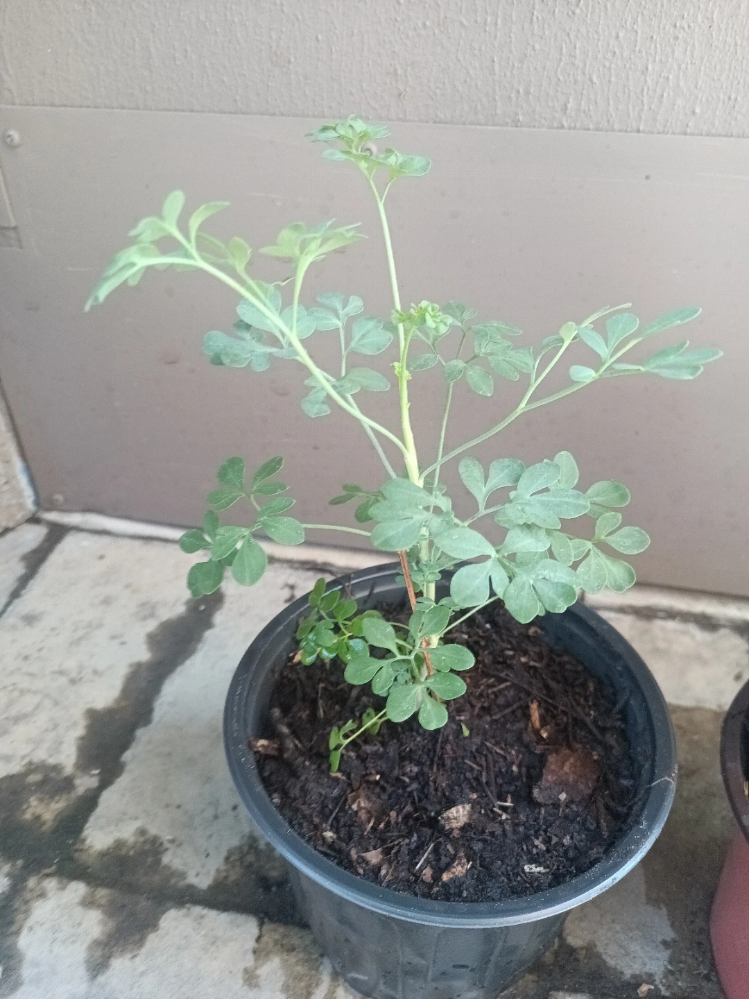 Rue plant