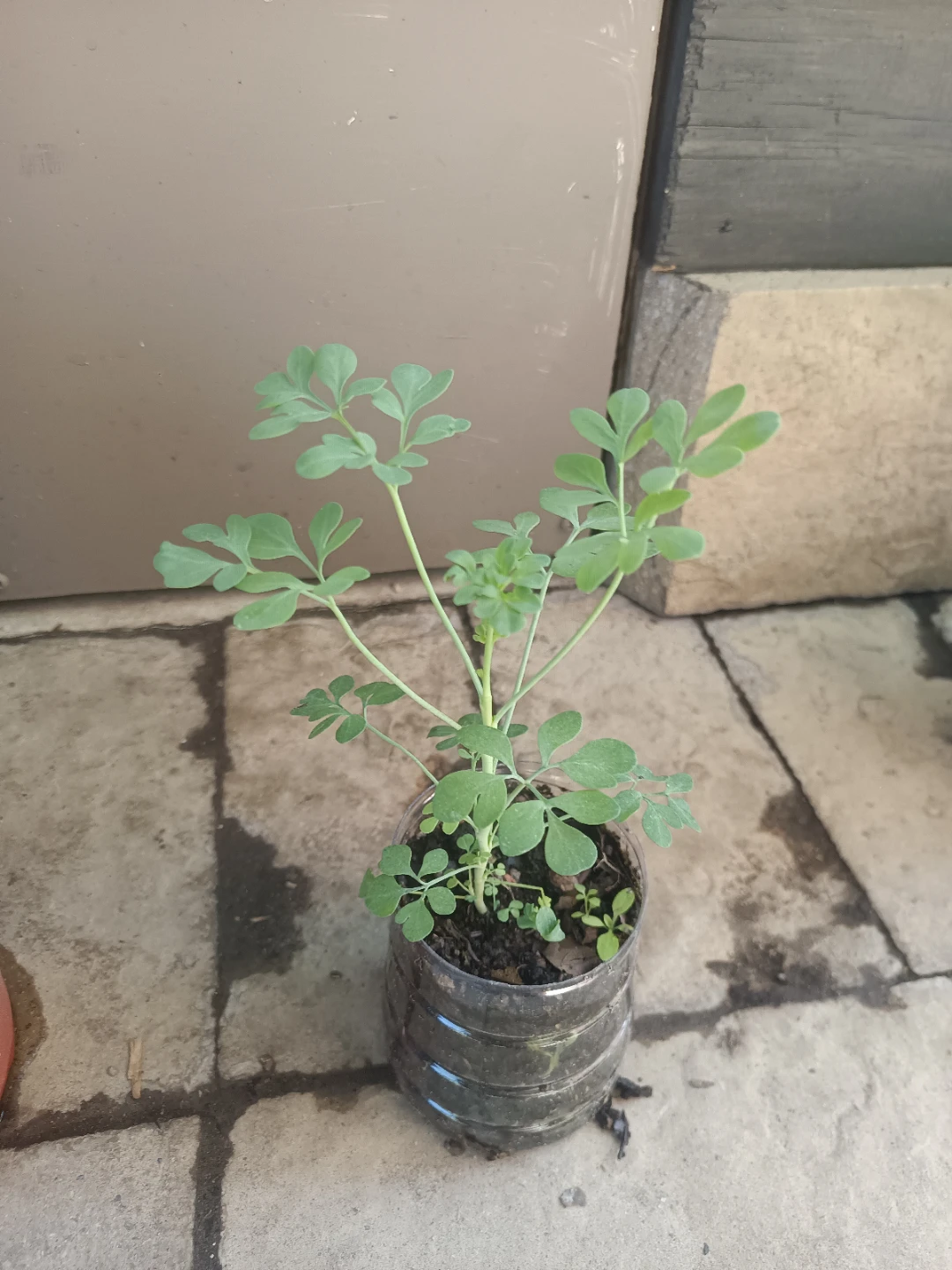 Rue plant - photo 3
