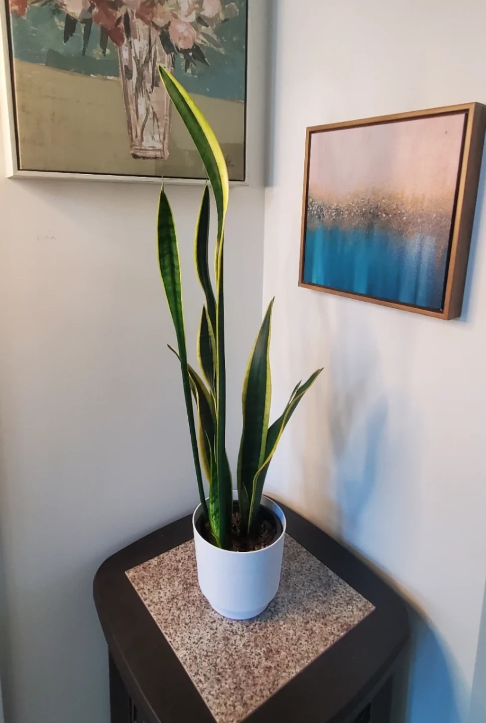 Stunning Snake Plant in White Pot - photo 2
