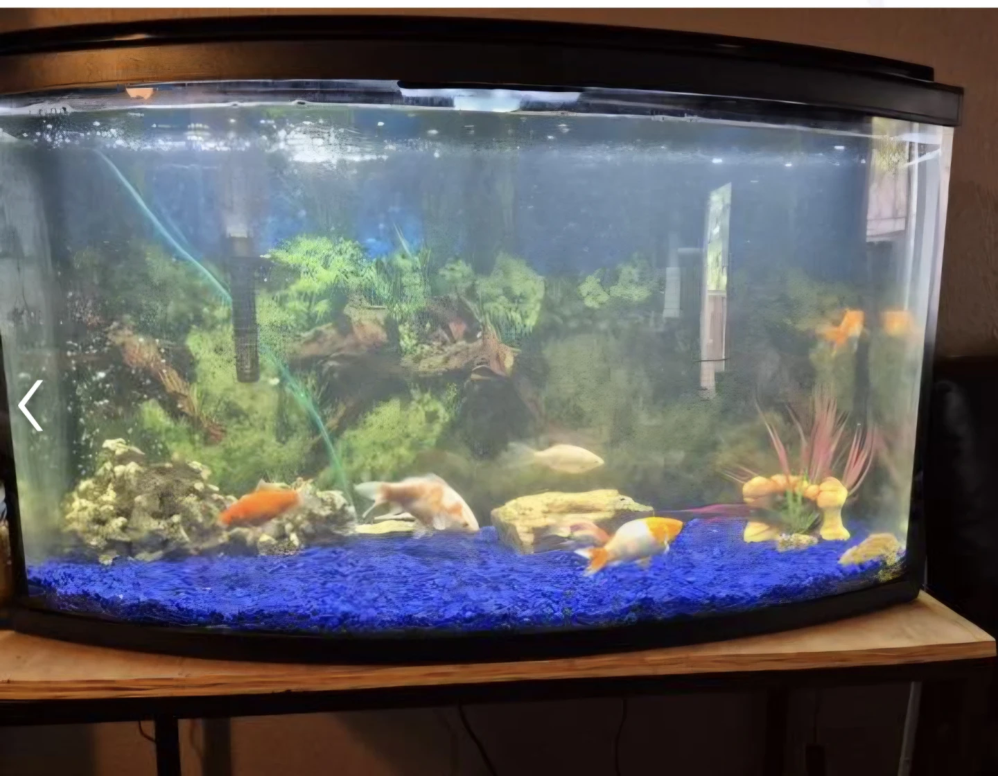 Fish Tank with Accessories