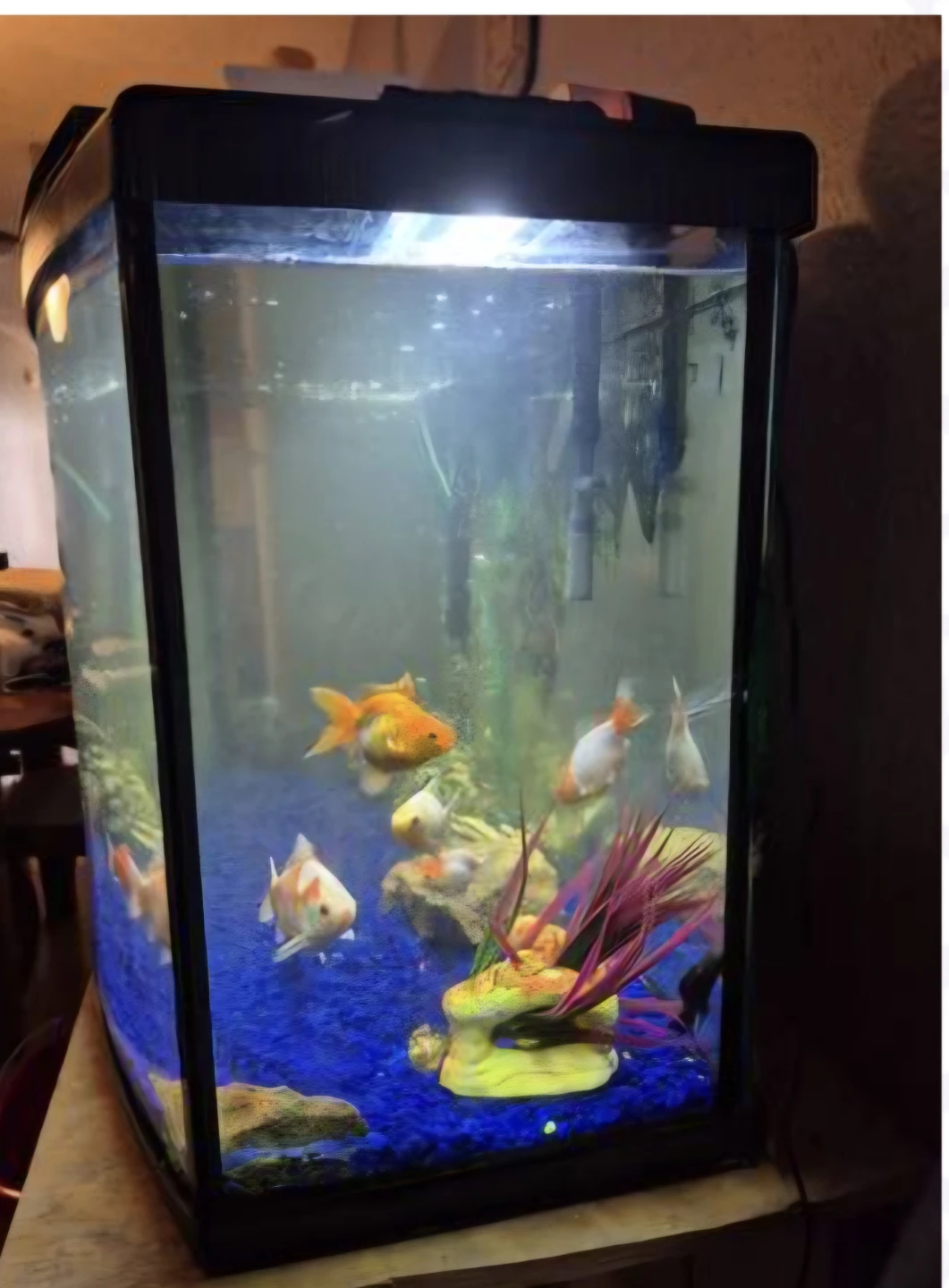 Fish Tank with Accessories - photo 2