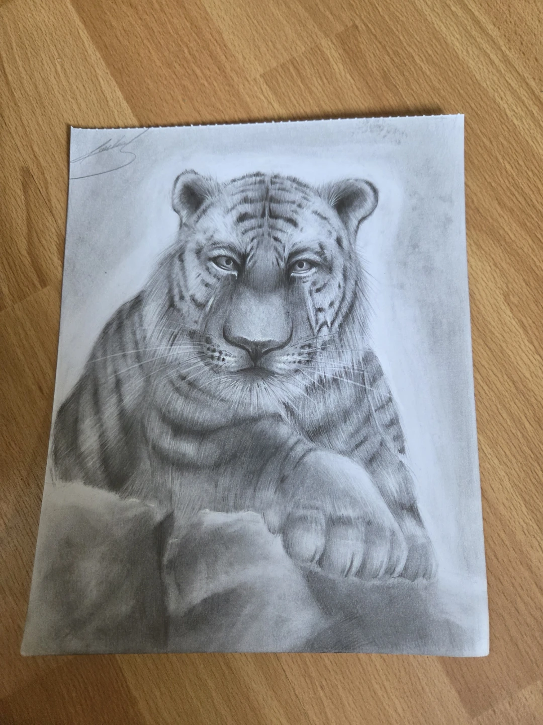 Pencil sketch of a tiger
